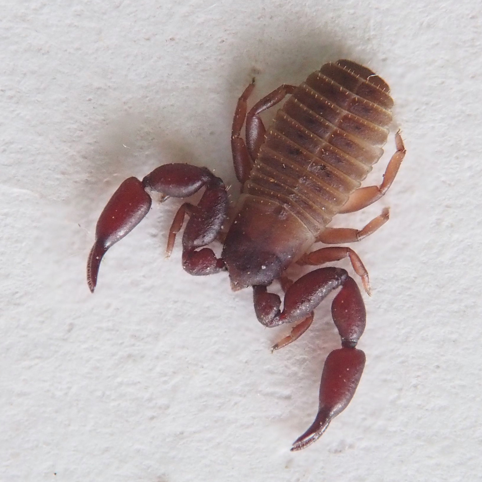 pscorpion2
